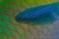   Abstract. Parrot fish scales pectoral fin Abstract  